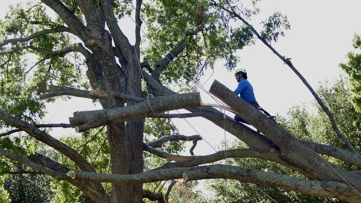 Professional Hazardous Tree Removal performed by certified arborists in Wyandotte