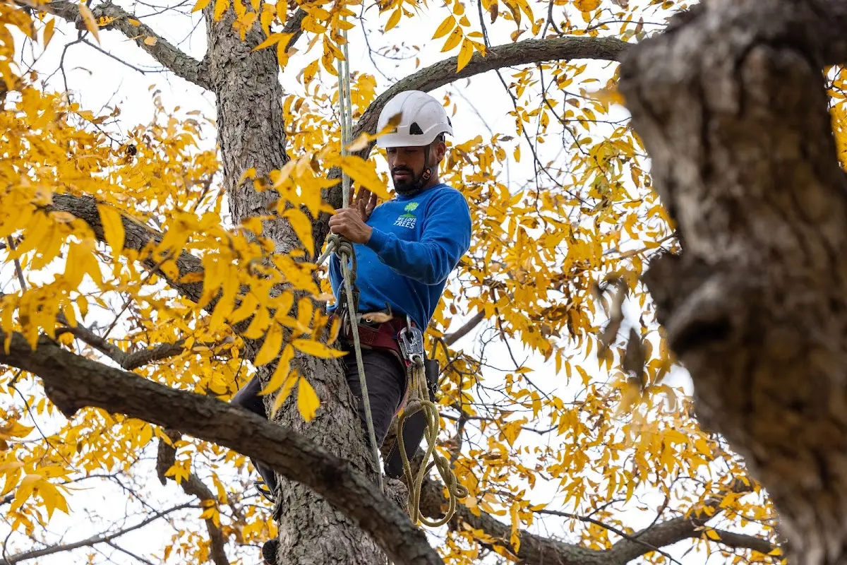 Skilled Tree Pruning crew working in Wyandotte