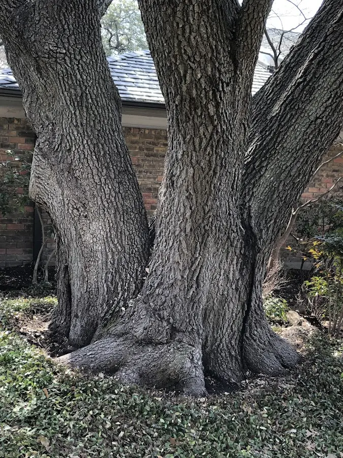 Mature heritage tree close to a Wyandotte property cared for by certified arborists